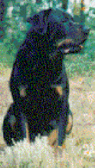 Rottweiler